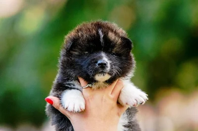 AKITA INU štěňata na prodej